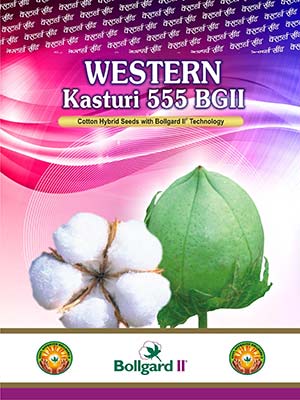 Western-Kasturi-555