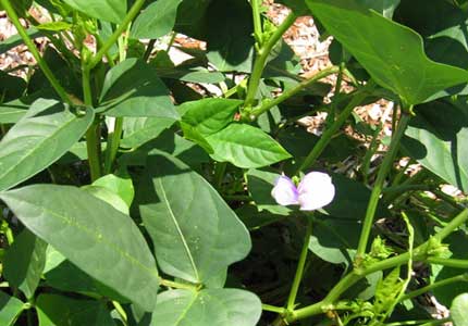 Cowpea-plant_in_western